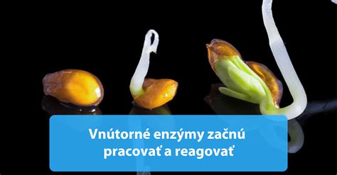 Proces pestovania hlávkového šalátu od semienka po rastlinu