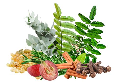 Zmes liečivých bylín