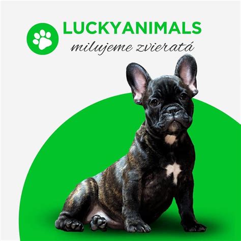 Infografika s odporúčaným a nevhodným krmivom pre vtáky