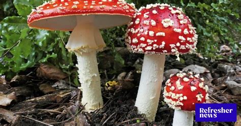 Porovnanie klobúkov muchotrávok