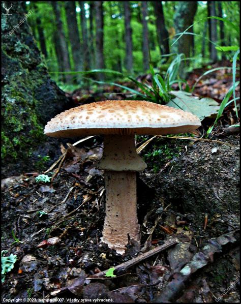 Servírovaná muchotrávka ružovkastá s prílohou