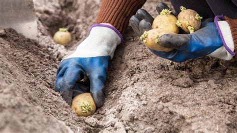 Ilustrácia rôznych varných typov zemiakov