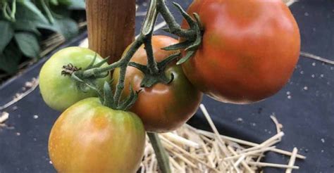 Proces pasírovania paradajok