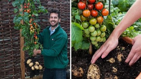 Obrázok rastliny TomTato s plodmi paradajok a naznačenými zemiakovými hľuzami