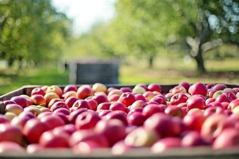 Grafika s nutričnými benefitmi jabĺk