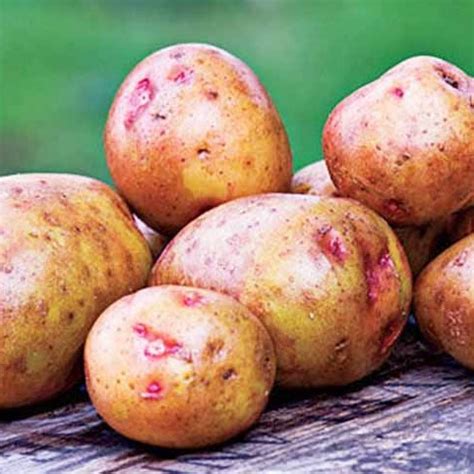 Ilustrácia zemiakov odrody Adora