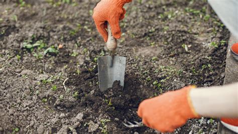 Ilustrácia prípravy pôdy na sadenie