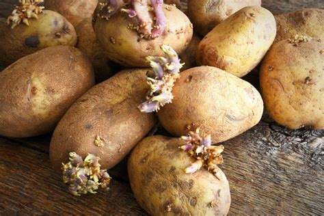 Ilustrácia klíčiacich zemiakov