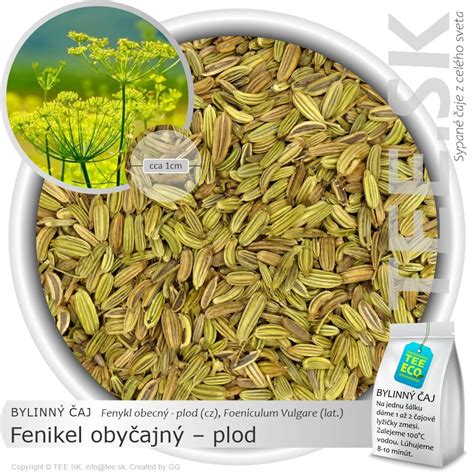 Ilustrácia rastliny fenikel