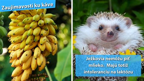 Ilustrácia banánov a rôznych druhov múky