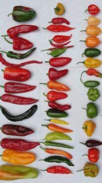 Ilustrácia rôznych druhov papriky a chilli papričiek