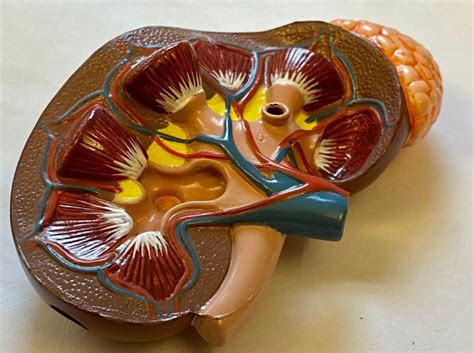 Anatomické znázornenie zostupu semenníkov