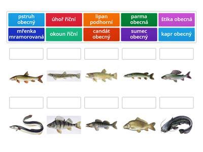 Ilustrácia testu uvarenosti ryby