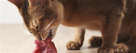 Riziká kŕmenia mačiek bravčovým mäsom