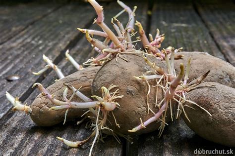 Ilustrácia správne naklíčených zemiakov