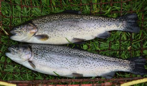 Pstruh dúhový v prírodnom prostredí