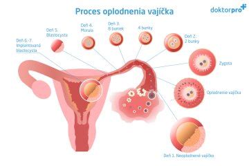 Proces oplodnenia vajíčka