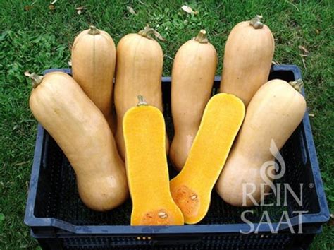 Zrelá maslová tekvica