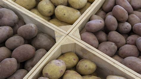 Rozdiel medzi novými a skorými zemiakmi