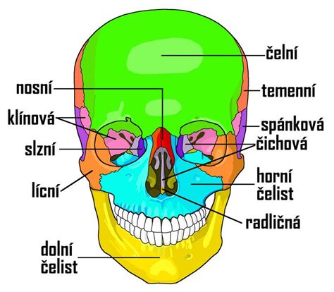 Štruktúra kukuričného zrna s vyznačenými živinami
