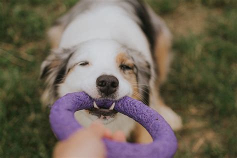 Pes s dentálnou hračkou