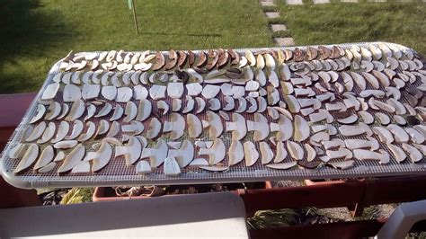 Ilustrácia rôznych druhov húb vhodných na sušenie