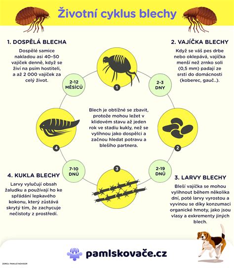 Infografika s prehľadom častých otázok o bezlepkovej knedli