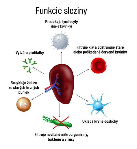 Infografika zobrazujúca proces detoxikácie pečene