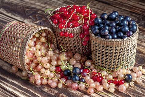 Čerstvé ríbezle na konári