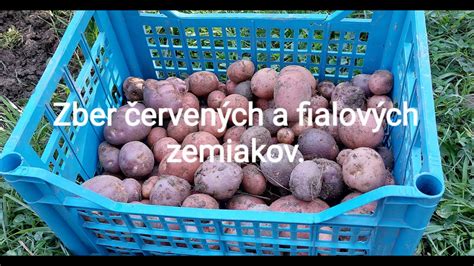 Výživové benefity fialových zemiakov