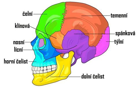 Anatomia kosti s vyznacenym mozgom