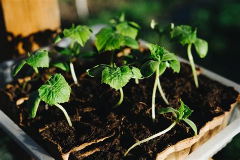 Sadeničky uhoriek pripravené na výsadbu