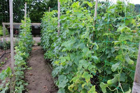 Vertikálne pestovanie uhoriek