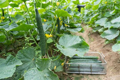 Zber čerstvých uhoriek