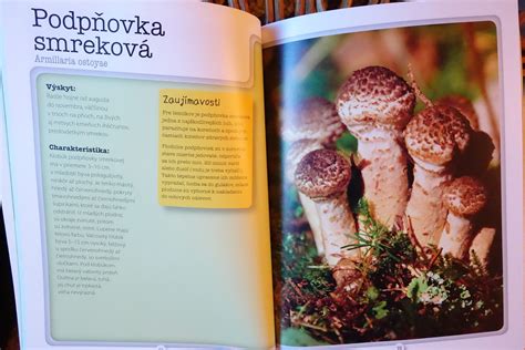 Ilustrácia rôznych druhov jedlých húb