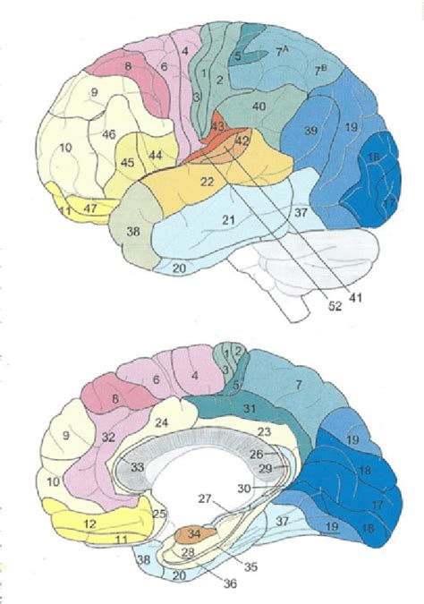 Infografika ukazujúca aktívne oblasti mozgu pri počúvaní rozprávky