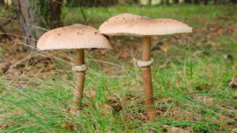 Ilustrácia bedle vysokej s označenými časťami