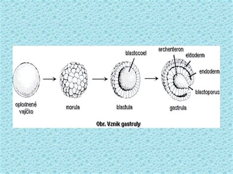 Zostava oplodneného vajíčka s embryom