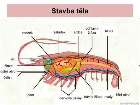 Ilustrácia raka riečneho s popisom častí tela