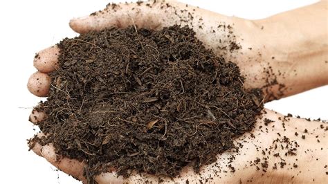 Obrázok drôtovca v pôde