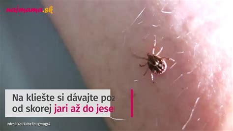 Kliešť a jeho štruktúra