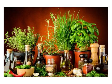 Ilustrácia rôznych byliniek a korenia