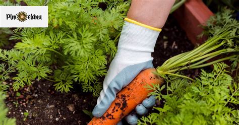 História pestovania mrkvy