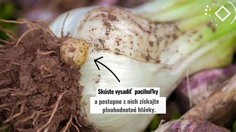 Štruktúra kapustovej hlávky