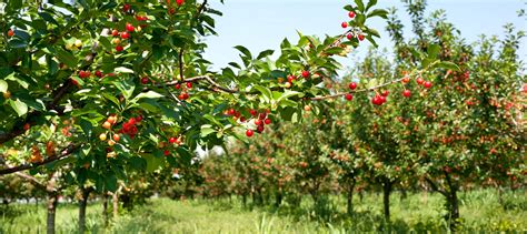 Ovocný sad s jablkami