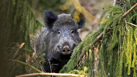 Ilustrácia rôznych druhov zveri, z ktorej pochádza divina