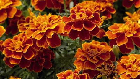 Aksamietnica (Tagetes)