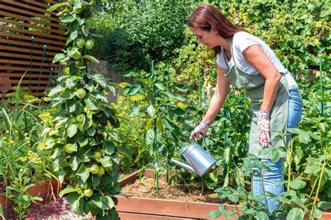 polievanie rastliny sladkých zemiakov