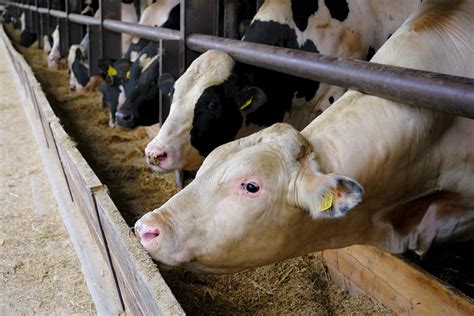 Chov hovädzieho dobytka na farme