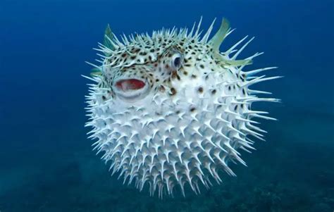 Ryba fugu